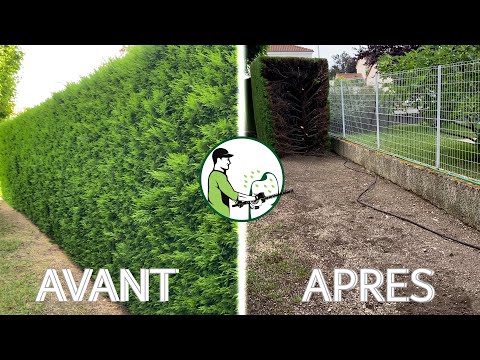 Débroussaillage terrain en friche Thiers