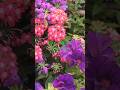 SMILING FLOWERS #pitunia #verbena #geranium #camellia #dianthus #garden #nature #flowers