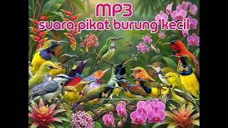 Download lagu Pikat Burcil Anti Zonk Terbaru Hari Ini  MP3 Suara Burung Kecil Gacor Pemikat Paling Efektif mp3