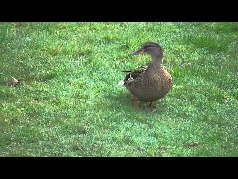 MongoTV_324 - Del 2 - Brunstig And Rappen Ved Min Altan