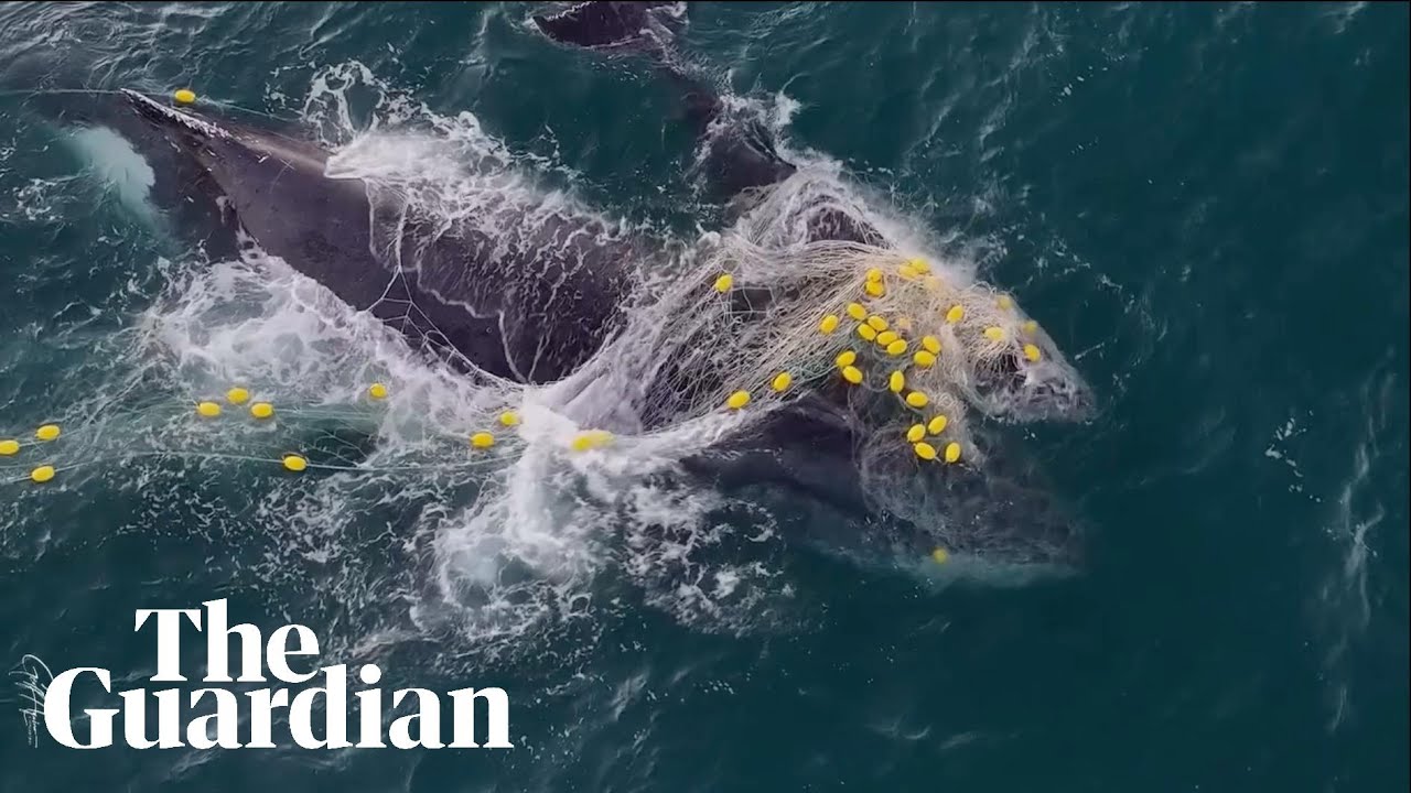 Whale Calf Freed from Shark Net Off Noosa, Reigniting Marine Safety Debate