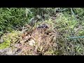 Carpenter Ant Brings Food Back to Its Colony in Matawan, NJ