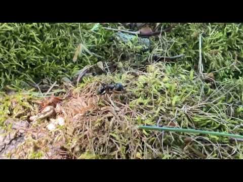 Carpenter Ant Brings Food Back to Its Colony in Matawan, NJ