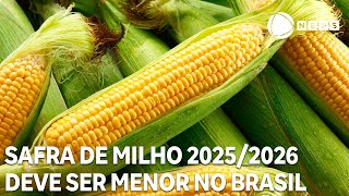 Safra de milho 2025/2026 deve ser menor no Brasil