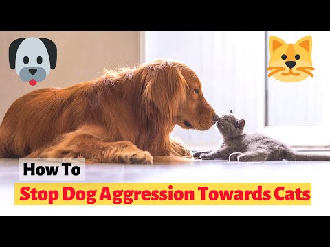How to Stop Dog Aggression Towards Cats