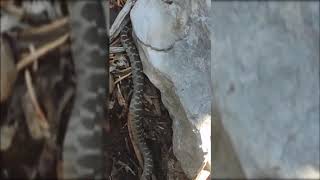 Giden  Gelmez Dağlarında  Engerek  yılanı peşinde