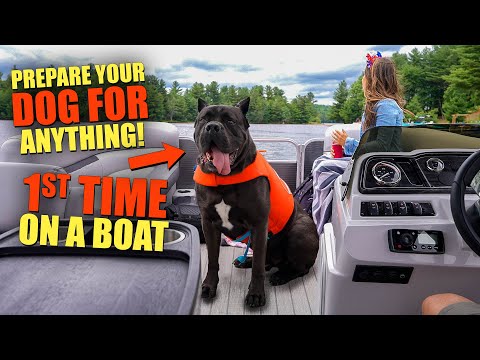 YouTube video about: How to get dog on and off boat?