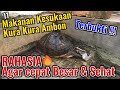 11 Favorite Foods For Ambon Turtles To Help Them Grow Healthily And Grow Fast Proven
