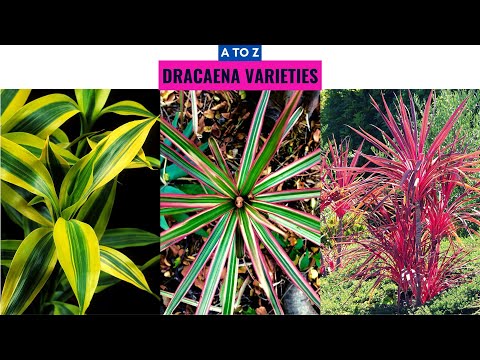 Dracaena Varieties A to Z