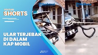 Video Detik-detik Ular Piton Besar Keluar dari Kap Mobil, Meronta hingga Terjepit saat Dievakuasi