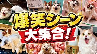 日々の疲れの癒しに猫の面白動画10連発見てみませんか？