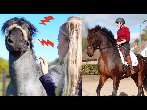 , title : 'Gevaarlijke hengst?! Moeilijke dressuur oefeningen met paard van Jolanda | Vlog #322'