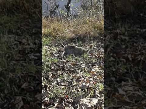 Pisica sub nuc Topolovatu Mare