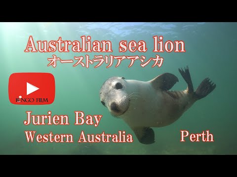 IUCN分類における絶滅の危険性を示す図。