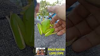 Download lagu RAMAHNYA KODOK HIJAU MERAUKE. #florafauna #kodok  #ichwanpapua mp3