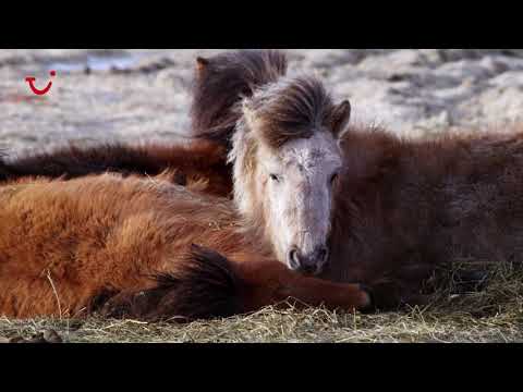 Top Things to Do in Iceland| TUI Musement