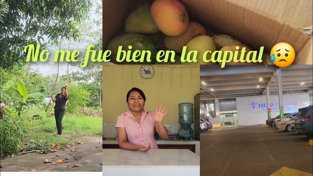 Asi se bajan los mangos del árbol 🌳 