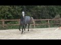 Billy Ritz 2010 grey mare - JazzCiceroCasper Billy Ritz 2010 grey mare