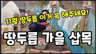 땅두릅 11월 꼭 이거 해줘야 합니다! 가을삽목 하는 방법~#땅두릅삽목 #땅두릅식재시기 #땅두릅뿌리나누기번식…