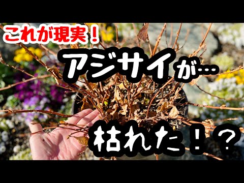 アジサイは霜を恐れますか？