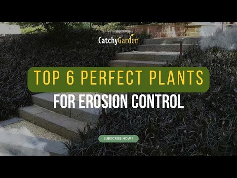 Top 6 Perfect Plants for Erosion Control 🌿🌷🍃