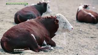 Етті сиыр шаруашылығындағы технологиялық тізбек