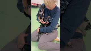 Video preview image #1 Chipin Puppy For Sale in phoenix, AZ, USA