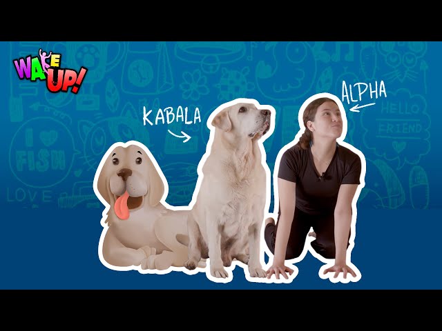Vídeo relacionado con Pet Store The Gorilla Tuff - Juguete Flotante para Perro, Pelota de Rugby Amarilla, Ideal para lanzar y recuperar Juegos en Tierra y en el Agua. Fomenta el Ejercicio Saludable para tu Perro