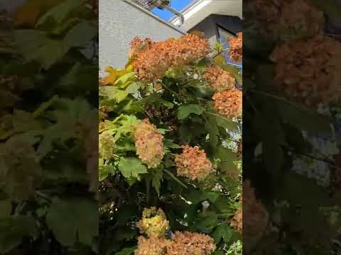 アジサイの下に置く植物はどれ？この夏、美しさをさらに高める6種の組み合わせ  庭園