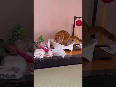 猫はなぜ糞を埋めるのでしょうか?