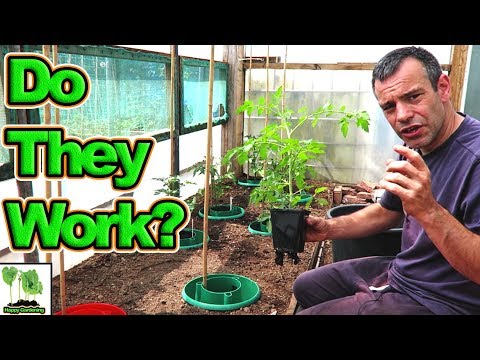 download lagu mp3 mp4 Ring Culture Cucumbers, download lagu Ring Culture Cucumbers gratis, unduh video klip Ring Culture Cucumbers