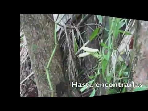 download lagu mp3 mp4 Colombia Vanilla, download lagu Colombia Vanilla gratis, unduh video klip Colombia Vanilla