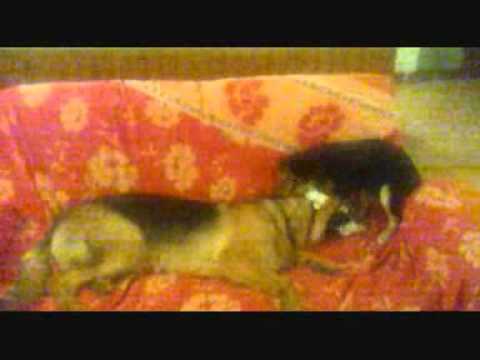 Gomito nella foto del cane Displasia dellanca negli adulti con i