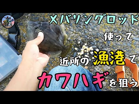 〚Ciudad de Otake〛Quiero comer sashimi con salsa de hígado y soja❤Usa una caña Mebaring para pescar filefish en un puerto pesquero cercano☺