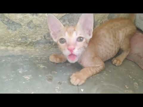 billi ke bacche | jhaadu kha rhe h | kittens eating broom . hungry kittens |@theworldofcatss