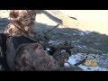 Hooked On Utah, Predator Strike Force Coyote Hunt