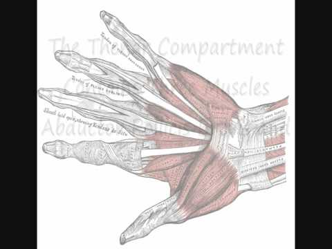 The Muscles of the Hand Song
