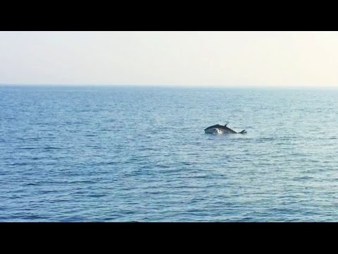 Tonfisk på Västkusten