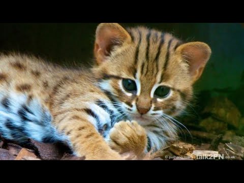 Cutest baby animals ever around the world#cats#animals#babyanimals #babycat#youtube@Easy Fun Food284