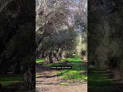 VENTA DE PARCELAS EN #regionmetropolitanachile #ventadeterrenos ##santiagodechile #tiltil  #parcelas