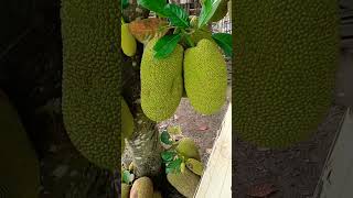 Download lagu jackfruit varieties bear fruit abundantly #jackfruit #nangkadak #abundant fruit #viralshort mp3 Download lagu jackfruit varieties bear fruit abundantly #jackfruit #nangkadak #abundant fruit #viralshort mp3