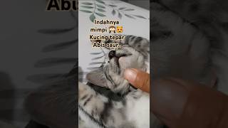 Download lagu Indahnya mimpi,,Kucingku tepar abis saur 🙈😻 #shorts #cat #catlover #catvideos #kittensleeping mp3