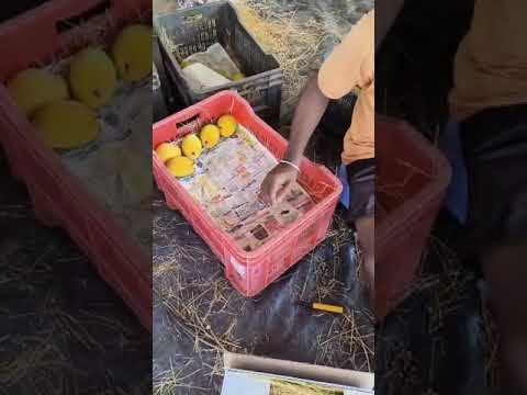 Ratnagiri alphonso mangoes
