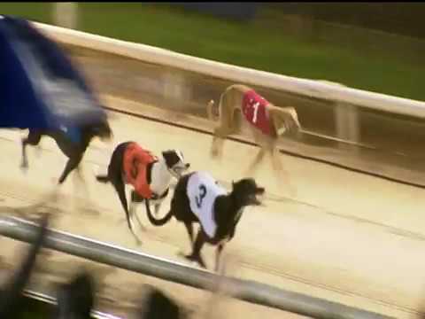 2017 WILLIAM HILL GREAT NORTH RUN FINAL - T3 SHELLAM DELANO