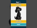 poodle - caniche video thumbnail