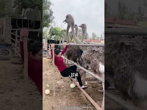 بتاخد بيض النعام بطريقة مميزة ! #viral