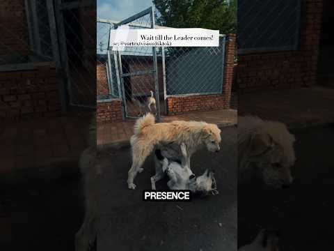 Two Dogs Were Fighting… Until the Pack Leader Did THIS❗️ #dogshorts