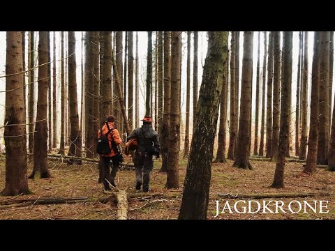 Drückjagd in MV | Die Spannung steigt - Jagdkrone
