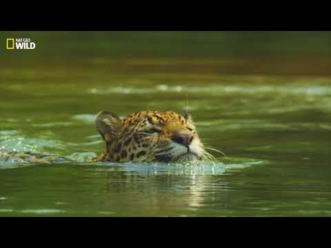 Colombia | Excerpt: The Jaguar, Supreme Predator