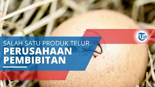 Telur Infertil, Telur Tetas Perusahaan Pembibitan Ayam Broiler yang Tidak Sempurna